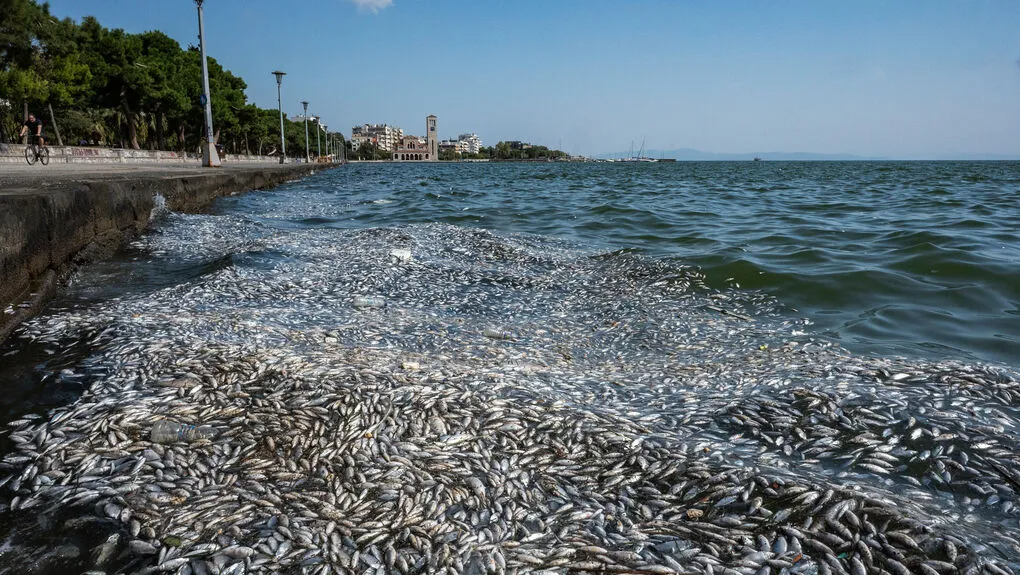 Απαγορεύεται η κολύμβηση λόγω των νεκρών ψαριών 
