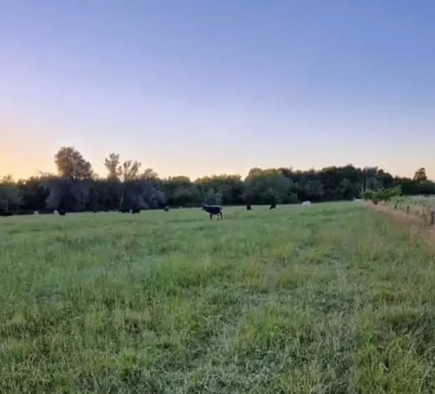29χρονη ποδοπατήθηκε από αγελάδες