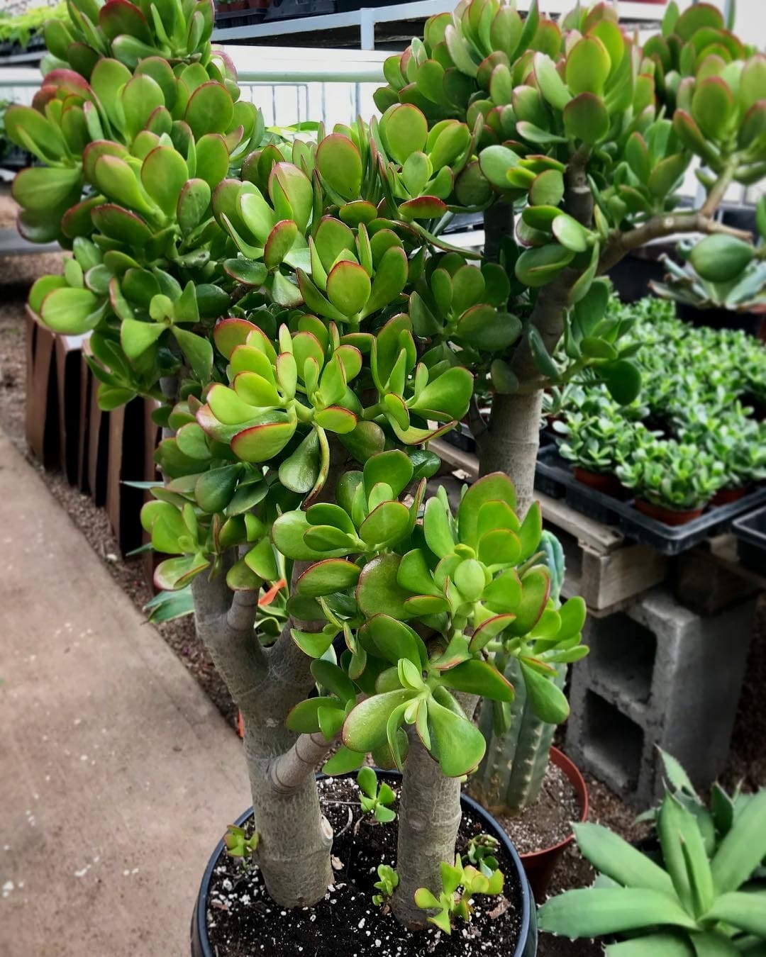 Η κρασούλα φέρνει χρήματα 