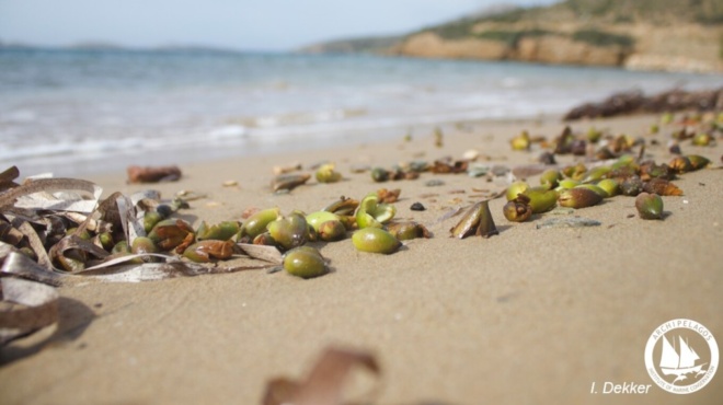 gemisan-oi-ellinikes-aktes-ti-einai-oi-karpoi-poseidonias-poy-emfanistikan-stis-paralies-mas-amp-8211-to-spanio-fainomeno-kai-ti-simainei-374643