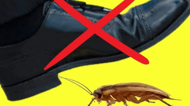 giati-den-prepei-pote-na-lioseis-mia-katsarida-377462