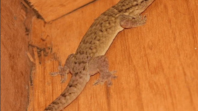 giati-den-prepei-pote-na-diochneis-ayto-to-plasma-an-to-vreis-mesa-sto-spiti-soy-378975