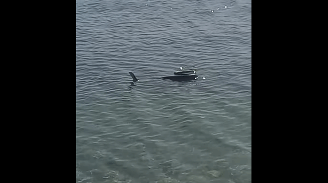 an-fovasai-ta-fidia-ki-echeis-skopo-na-pas-gia-mpanio-kalytera-na-to-xanaskefteis-panikos-se-elliniki-paralia-petachtikan-oloi-exo-kolympoyse-terastio-fidi-379917