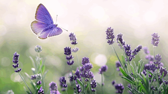 to-loyloydi-poy-antistoichei-sto-mina-poy-gennithikes-kai-ti-symvolizei-380628