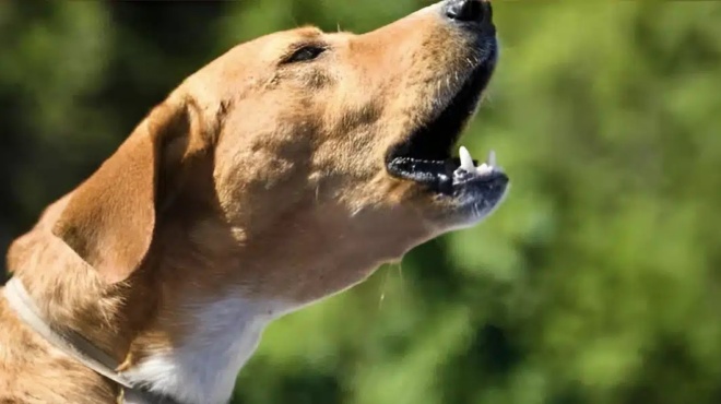 ti-simainei-otan-ta-skylia-gavgizoyn-ola-mazi-tin-idia-ora-tin-nychta-377492