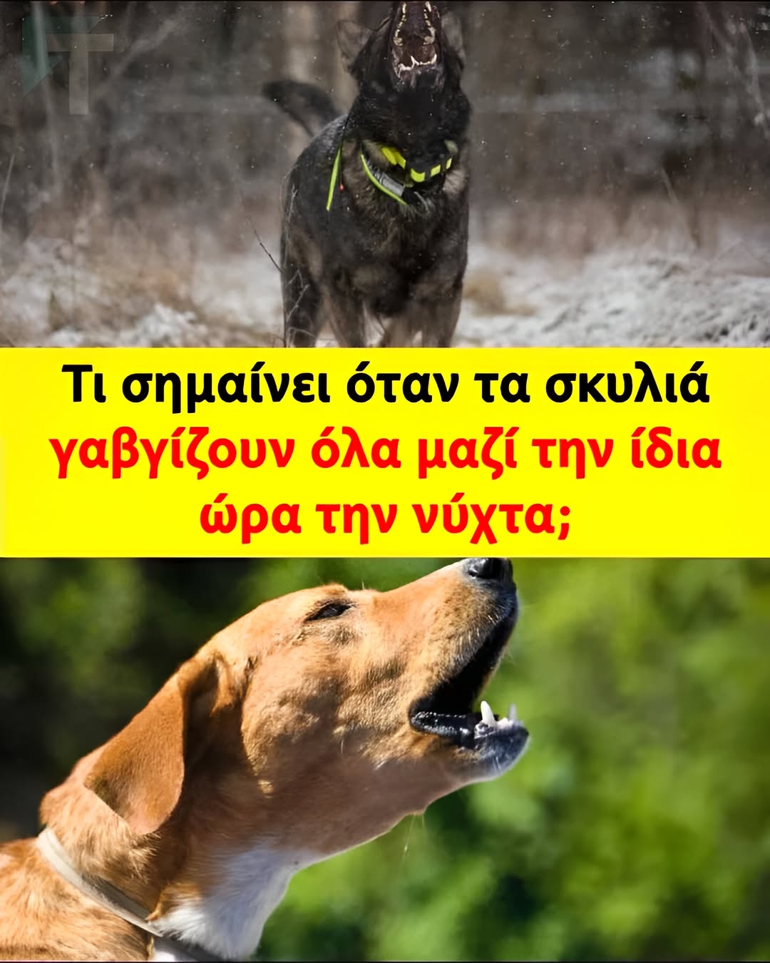 Τι σημαίνει όταν τα σκυλιά γαβγίζουν όλα μαζί την ίδια ώρα την νύχτα