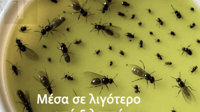 valte-telos-sta-enochlitika-entoma-me-ayto-to-kolpo-poy-tha-kanete-monoi-sas-381789