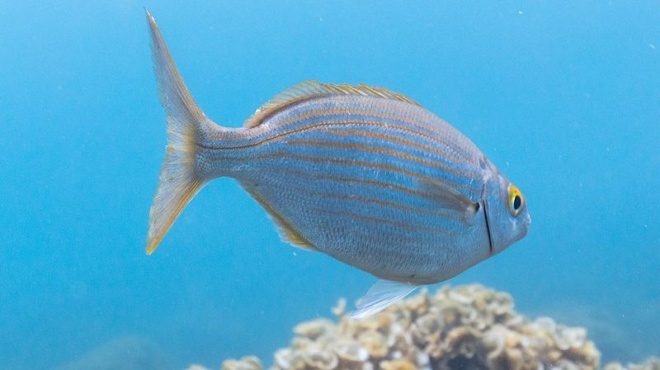 proeidopoiisi-min-fate-pote-to-kefali-apo-ayto-to-psari-amp-8211-ayto-poy-mporeite-na-pathete-amp-8230-378046