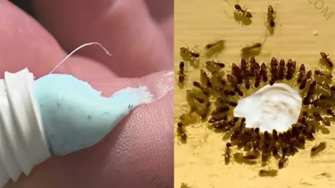 exafaniste-katsarides-pontikia-kai-myrmigkia-me-to-kolpo-tis-odontokremas-378111