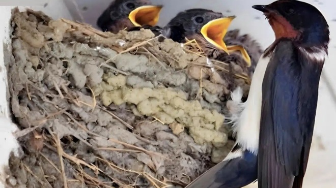 ena-chelidoni-echei-ftiaxei-ti-folia-toy-kato-apo-ti-stegi-enos-spitioy-ti-simainei-aytos-o-dimofilis-oionos-378463