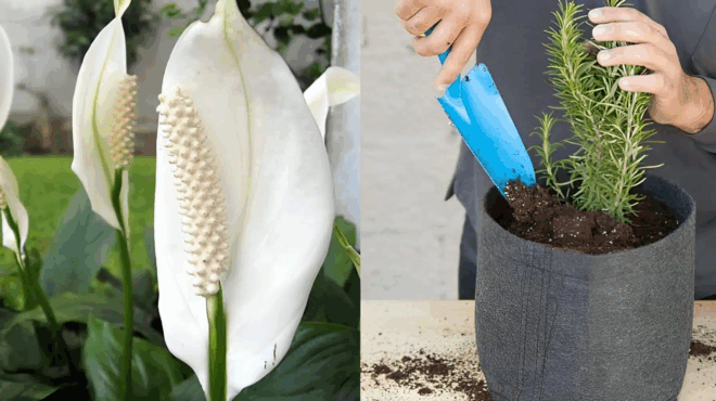 ta-12-fyta-poy-dinoyn-thetiki-energeia-sto-spiti-sas-380669