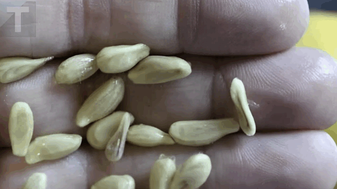 otan-styvete-lemonia-min-petate-ta-koykoytsia-axizoyn-to-varos-toys-se-amp-8220-chrusafi-amp-8221-otan-chrisimopoioyntai-me-auton-ton-tropo-375340