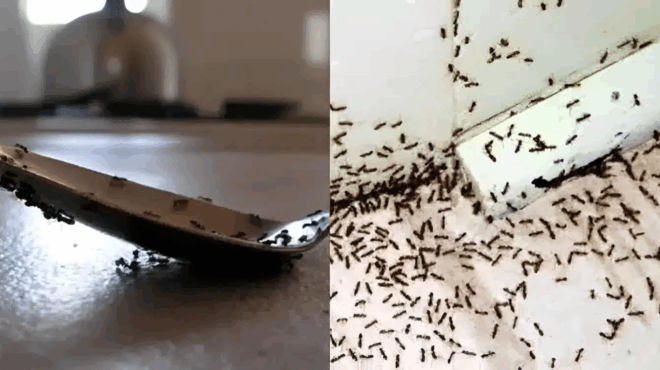 myrmigkia-se-pagkoys-mpalkonoportes-kai-ayles-ta-5-kolpa-ton-eidikon-gia-na-ta-exafanisete-sto-pi-kai-fi-380634