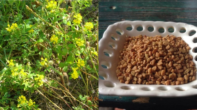 to-archaio-elliniko-votano-poy-trone-maniodos-oi-xenoi-alla-oi-ellines-agn-oyn-adunatizei-rythmizei-to-sakchar-pp-stateyei-tin-kardia-373663