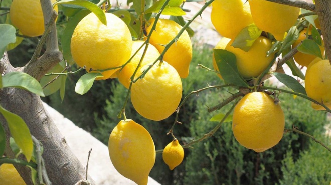 den-tha-xana-agopasete-lemonia-pos-na-futepsete-mia-lemonia-sto-spiti-kai-pos-tha-tin-kalliergisete-sosta-378994