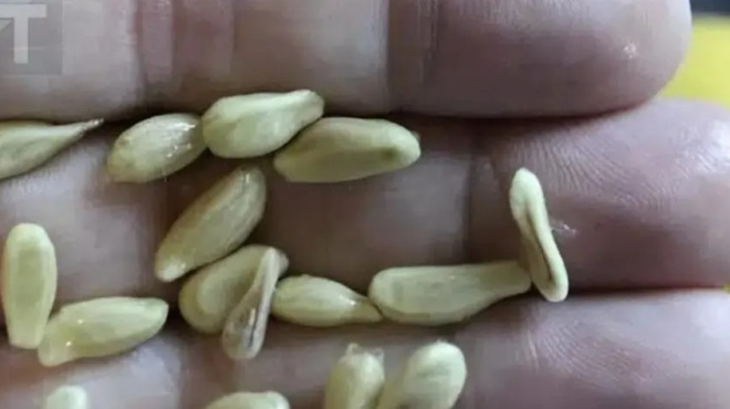 otan-styvete-lemonia-min-kanete-to-lathos-na-petaxete-ta-koykoytsia-axizoyn-to-varos-toys-se-xpusafi-otan-chrisimopoioyntai-me-autov-ton-tropo-382275