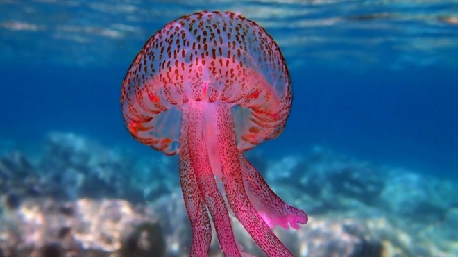 gemisame-pantoy-mov-medoyses-se-autes-tis-ellinikes-paralies-echoyn-emfanistei-to-mono-pragma-poy-prepei-na-kaneis-an-se-tsimpisei-389647