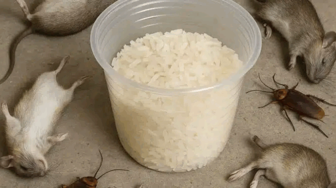 xefortotheite-ta-pontikia-kai-tis-katsarides-efarmozontas-ayto-385637