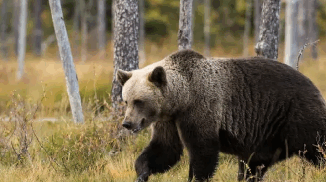 rixe-sprei-piperioy-rixe-sprei-piperioy-ayto-einai-to-teleytaio-vinteo-toy-oreivati-amp-8211-etsi-pethane-amp-8211-sta-cheria-tis-elas-to-yliko-385856