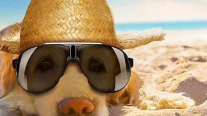 skylos-ti-epitrepetai-kai-ti-apagoreyetai-sti-thalassa-kai-tin-paralia-385074