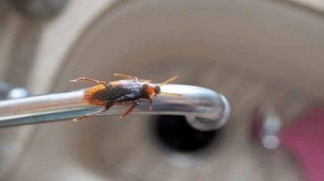 katsarides-sto-spiti-i-fysiki-pagida-me-kafe-gia-na-exafanistoyn-383156