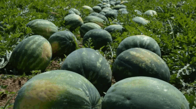 oikonomiki-katastrofi-o-logos-poy-sapizoyn-fetos-ta-karpoyzia-se-chorafia-kai-ntalikes-390789