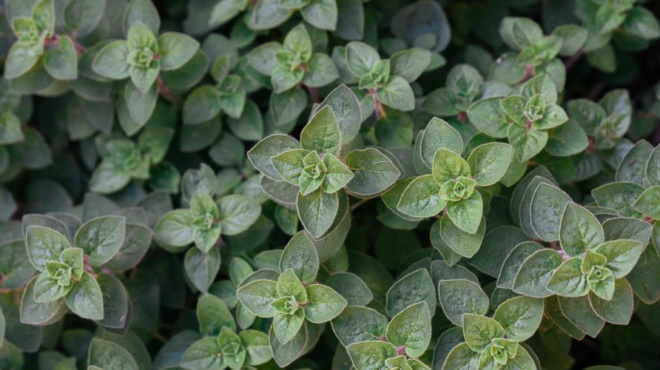 an-eseis-i-o-geitonas-sas-echeis-ayto-to-fyto-sto-spiti-tote-echete-enan-thisayro-388385