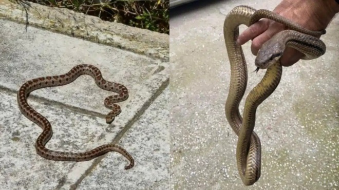 pairnei-mono-1-lepto-kai-sozei-zoes-ti-kanoyme-an-doyme-fidi-sto-spiti-i-stin-ayli-mas-kai-ti-an-mas-dagkosei-386219