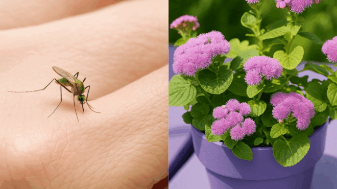 ta-antikoynoypika-tis-fysis-10-fyta-gia-ton-kipo-i-to-mpalkoni-sas-poy-diochnoyn-ta-koynoypia-to-kalokairi-388494