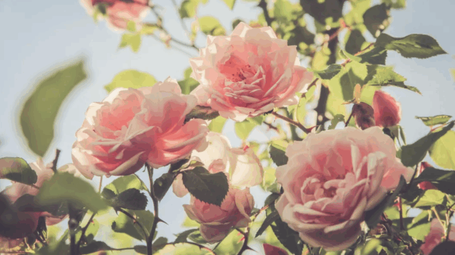 megali-giorti-tis-orthodoxias-ayrio-12-ioynioy-o-agios-poy-tima-i-ekklisia-mas-kai-kanei-synecheia-thaymata-se-aytoys-leme-chronia-polla-385884