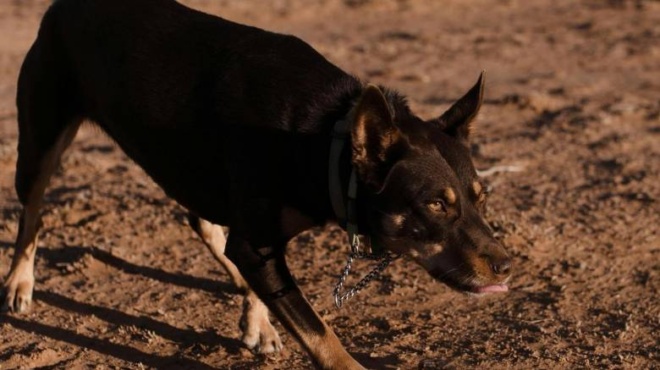 perpatoyse-sti-geitonia-amp-038-ton-katasparaxe-o-skylos-tragika-nea-gia-13chrono-exafanistike-o-idioktitis-toy-385201