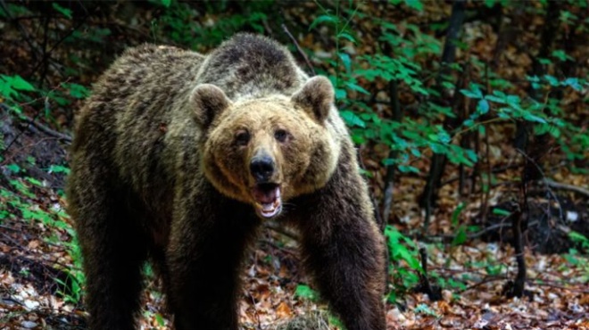 ektakto-epithesi-arkoydas-se-2-anthropoys-amp-8211-dyskoles-ores-gia-ton-enan-amp-8211-oi-protes-plirofories-385264