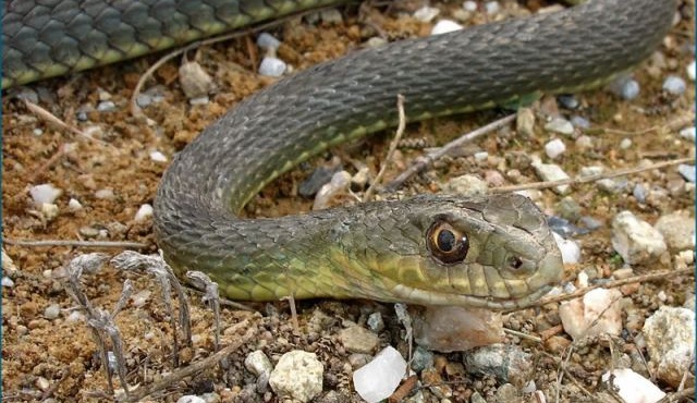 sok-stin-eyvoia-sti-meth-nosileyetai-40chronos-meta-apo-dagkoma-ochias-385234