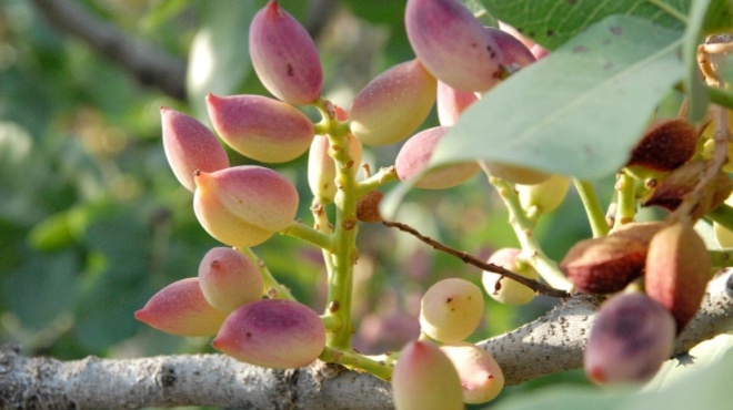 adynatizei-rythmizei-cholisterini-amp-038-sakcharo-o-ellinikos-xiros-karpos-me-diplasia-prote-ni-ginetai-anarpastos-397027