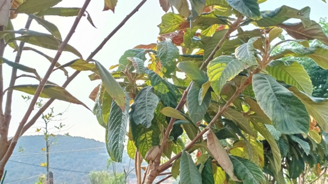 voithaei-stin-paragogi-insoylinis-katharizei-ta-nefra-apomakrynei-to-oyriko-oxy-kai-rythmizei-tin-piesi-392552