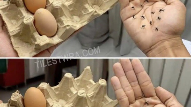 stamatiste-na-petate-ta-koytia-apo-ta-avga-to-mystiko-gia-na-diochnete-ta-koynoypia-choris-chimika-394391