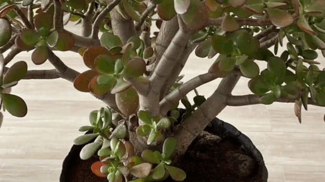 polloi-anthropoi-kalliergoyn-to-leftodentro-sto-spiti-i-ton-kipo-toys-alla-na-ti-ligoi-gnorizoyn-gia-ayto-to-fyto-397744