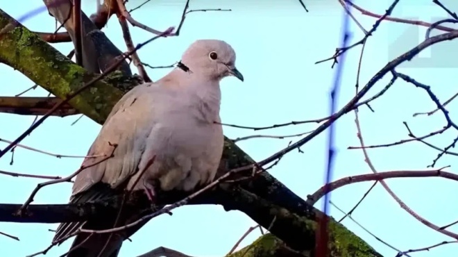 dekaochtoyra-konta-sto-spiti-sas-na-ti-simainei-394528