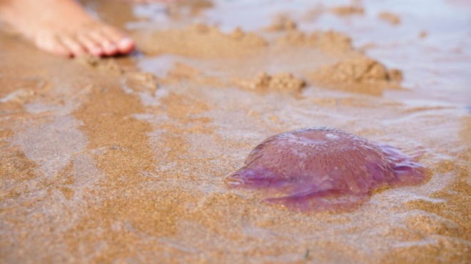 eftase-o-amp-8220-efialtis-amp-8221-tis-thalassas-amp-8211-oi-mov-medoyses-mia-anasa-apo-tin-attiki-amp-8211-o-chartis-me-tis-pio-epikindynes-perioches-395083