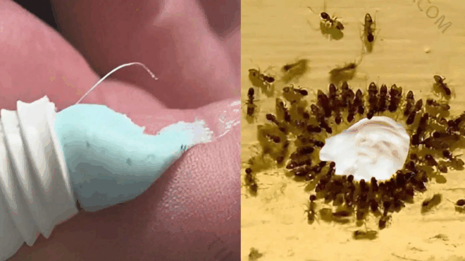 to-kolpo-me-tin-odontokrema-gia-na-exafanisete-katsarides-kai-myrmigkia-mia-gia-panta-392343