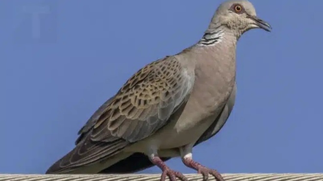 peristeri-konta-sto-spiti-sas-deite-ti-simainei-396201