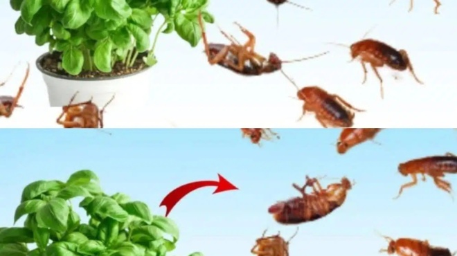 valte-to-gia-1-ora-sto-spiti-sas-den-tha-deite-pote-xana-myges-koynoypia-i-katsarides-394095