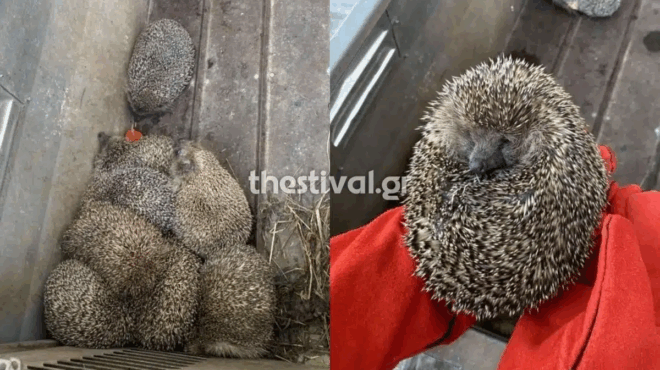 thessaloniki-entopistikan-11-skantzochoiroi-kratoymenoi-se-tmima-399395