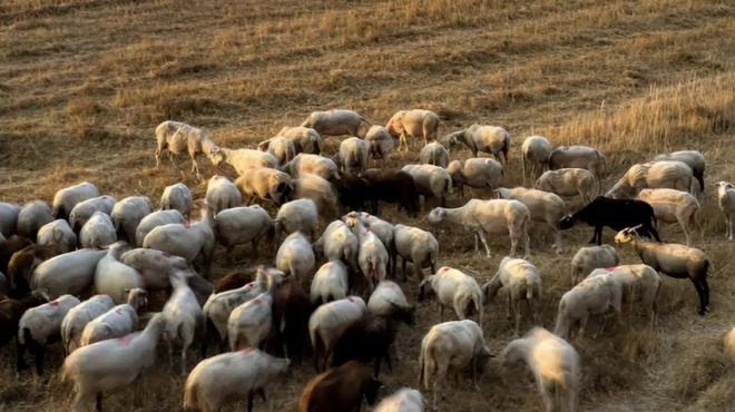 friktos-thanatos-gia-27-provata-se-elliniko-nisi-ta-afisan-na-pethanoyn-apo-ti-dipsa-398836