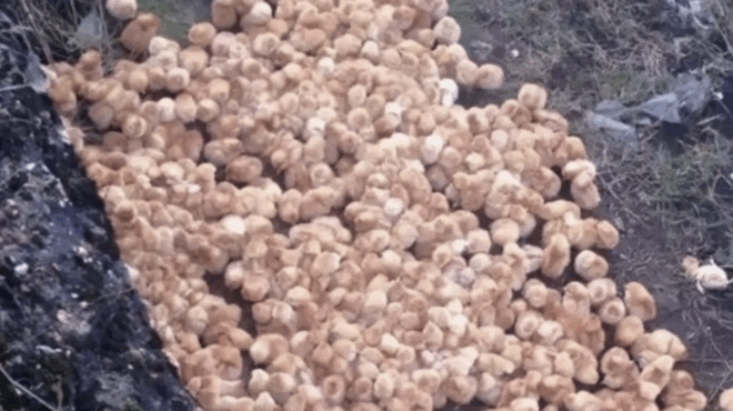 kathos-perpatoysa-sto-dasos-paratirisa-merikes-perierges-kitrines-mpales-poy-emoiazan-me-manitaria-ayto-poy-itan-stin-pragmatikotita-me-exeplixe-395470