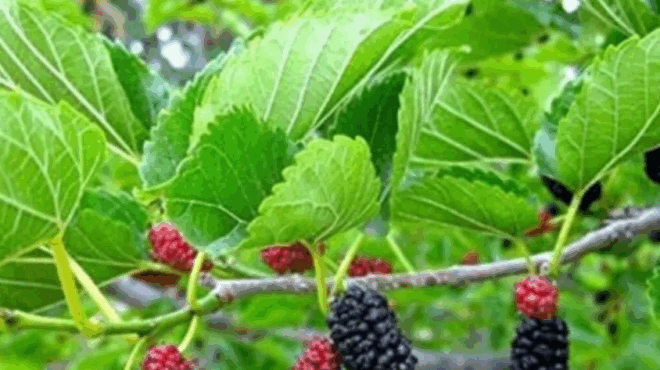 to-fyto-poy-therapeyei-ogkous-diabntn-ki-ypsili-aptnpiakn-piesn-397713