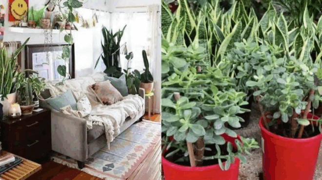 travaei-ta-chrnmata-san-magnitis-to-fyto-poy-fernei-oikonomiki-eyimeria-sto-spiti-kai-poy-na-to-topothetisete-394283