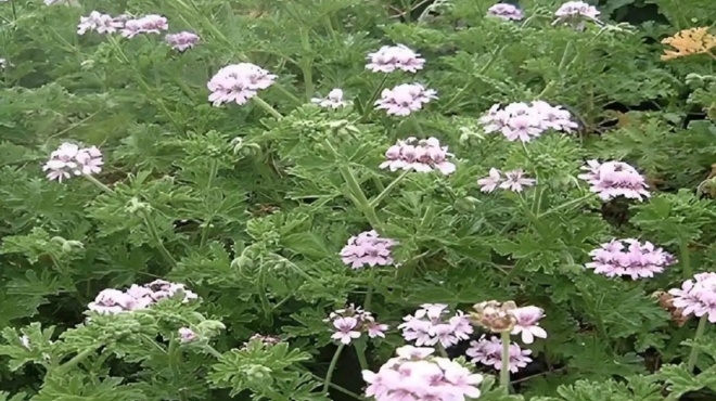 i-thaumatoyrgi-riza-gia-ta-neyra-kai-tin-cholisterini-392956