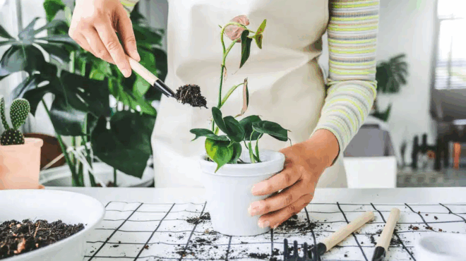 auto-einai-to-pio-epikindyno-fyto-prokalei-mechri-kai-thanato-392347