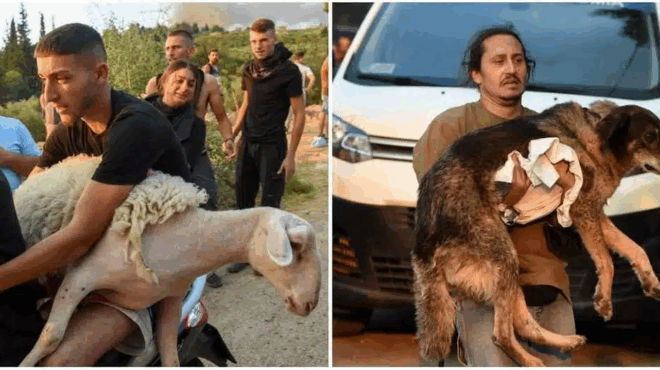 eikones-poy-sygklonizoyn-stin-acha-a-pairnoyn-agkalia-ta-zoa-toys-gia-na-ta-sosoyn-403753